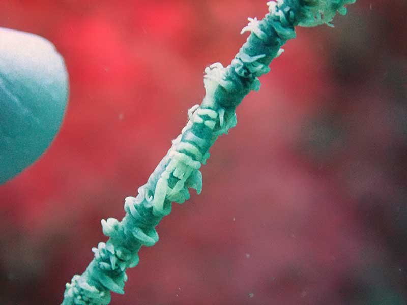 ムチカラマツエビ