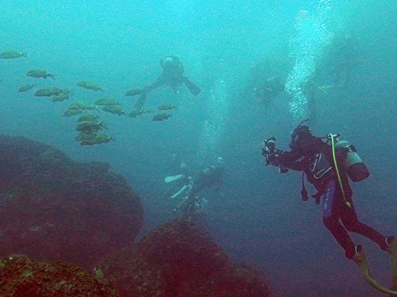 ホウライヒメジを撮影するくわっさん