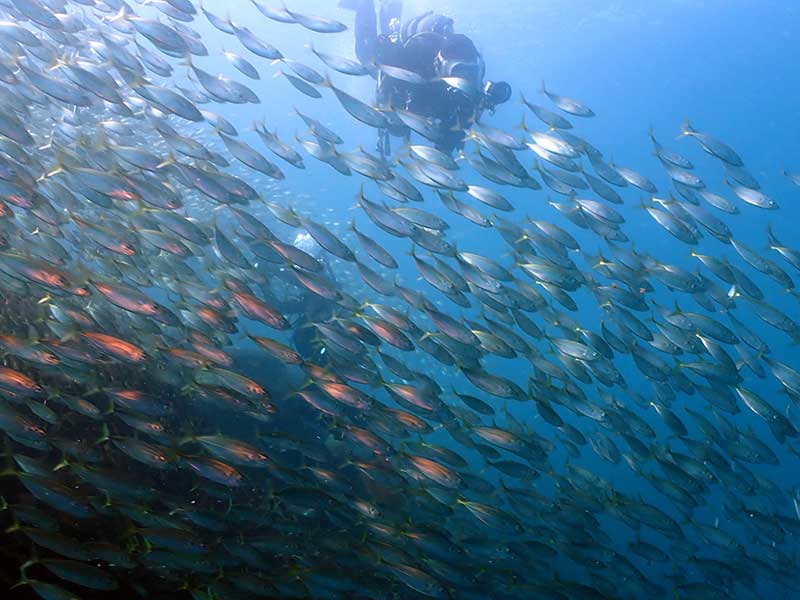 15 3/8 内浦ビーチツアー
