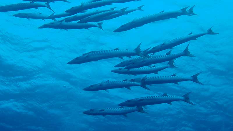 baraccuda 西表島ドリフターズに参加～その２（ダイビング編）