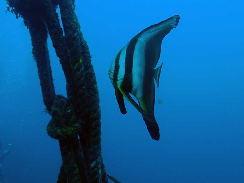 ミカヅキツバメウオ