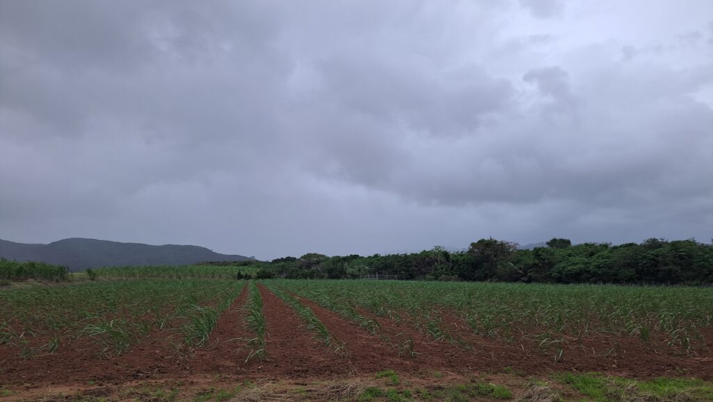 20251118_174223-1024x577 西表島ドリフターズに参加~その１（陸上編）