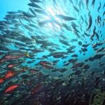 内浦ビーチの味の群れ