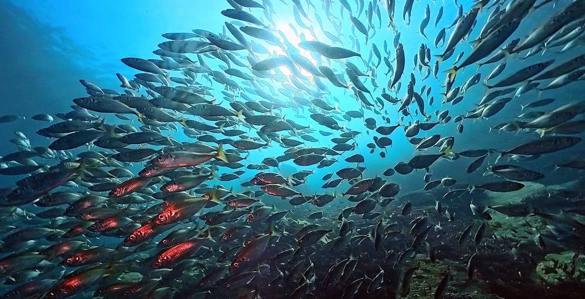 内浦ビーチの味の群れ